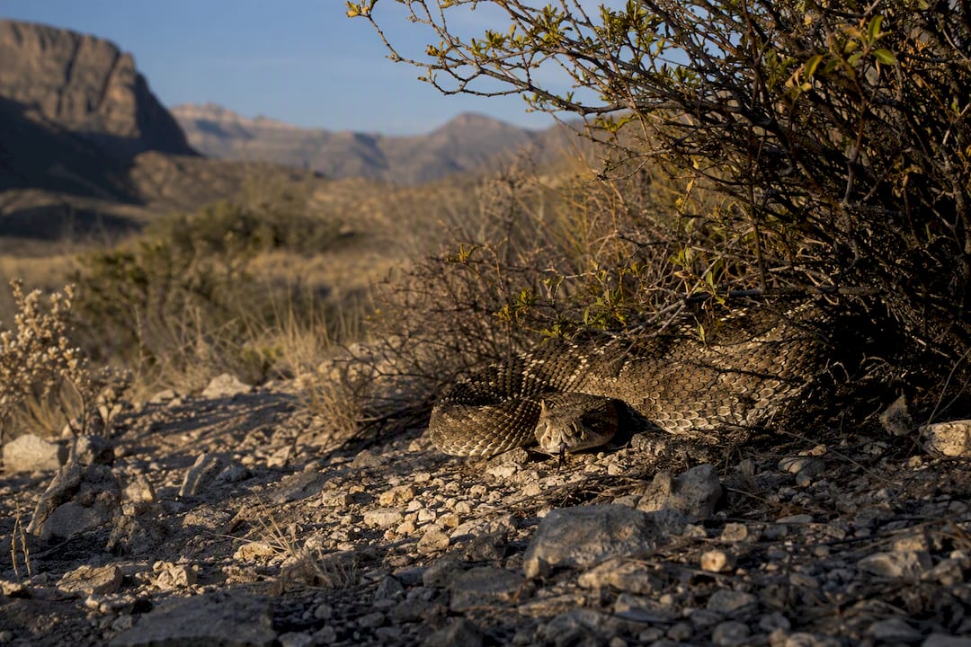 Western diamondback in West Texas brush