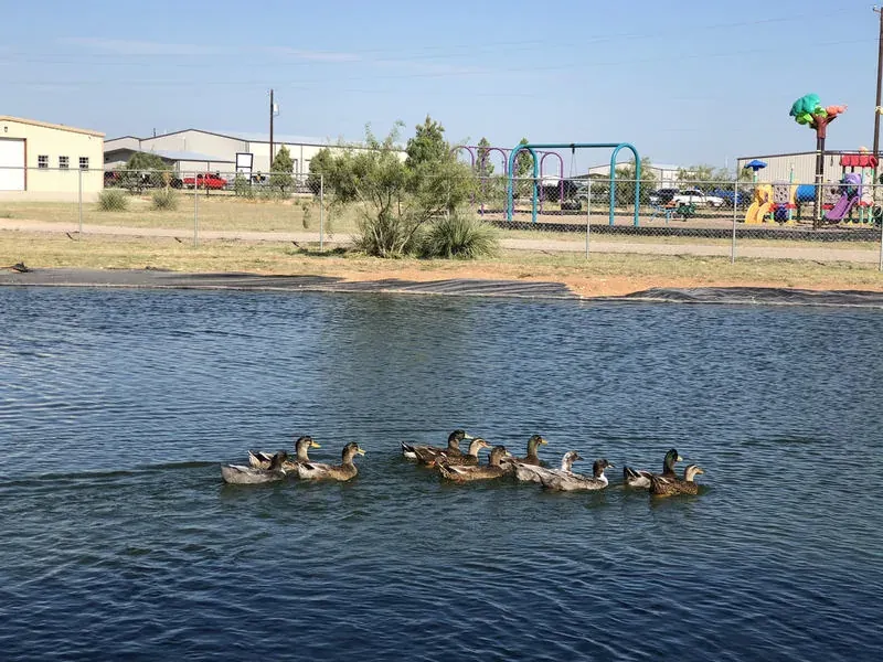 Ducks on the pond at Mesquite Oasis Lodge & RV Park in Odessa, Texas